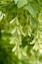 Maple seeds