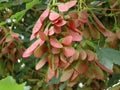 Maple seeds on branch Royalty Free Stock Photo