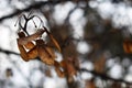 Maple seeds on branch with sky and tree in soft focus in background