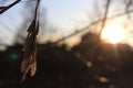 Maple seeds at sunset Royalty Free Stock Photo