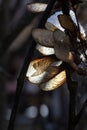 Maple seeds on a tree on a sunny winter day. Maple tree leaves with sunlight coming upside down. Royalty Free Stock Photo