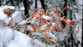 Maple Snow Colors