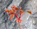 Maple sprout on a rock