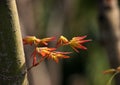 Maple sprouts in the sun Royalty Free Stock Photo