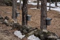 New england maple syrup sap buckets