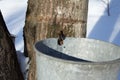 Maple Sugar Tap Royalty Free Stock Photo