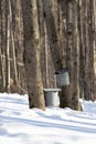 Maple Sugar Taps in Snow Royalty Free Stock Photo