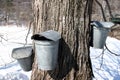 Maple Sugar tree and three collection buckets in Spring snow