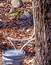 maple sugaring demonstration of tubing, spigot and bucket sap collection in Spring Royalty Free Stock Photo