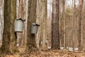 Maple sugaring. Royalty Free Stock Photo