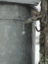 Maple sugaring in Vermont Royalty Free Stock Photo