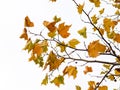 Maple and sycamore leaves on branches. Isolated on white background tree forms in the forest. Contemplation of serene peace. Plane Royalty Free Stock Photo
