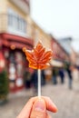 Maple syrup candy on stick in Quebec City Royalty Free Stock Photo
