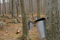 The Maple Syrup Farms with Sap Pails Royalty Free Stock Photo