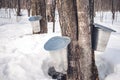 Maple syrup production season in Quebec Royalty Free Stock Photo