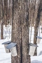 Maple syrup production season