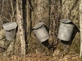 Maple Syrup Sap Buckets Royalty Free Stock Photo