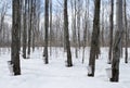 Maple syrup season in Canada Royalty Free Stock Photo