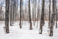 Maple syrup season in rural Canada Royalty Free Stock Photo