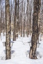 Maple syrup season in rural Quebec Royalty Free Stock Photo