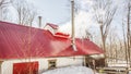 maple syrup sugar shack in forest on maple season Royalty Free Stock Photo