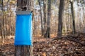 Maple Syrup Tapping in the Spring