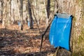 Maple Syrup Tapping in the Spring