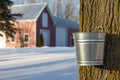 Maple Syrup Tapping