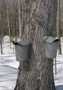 Maple Syrup Time Royalty Free Stock Photo