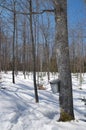 Maple Syrup Time Royalty Free Stock Photo