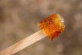 Maple taffy on a stick