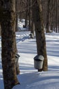 Maple taps and buckets Royalty Free Stock Photo