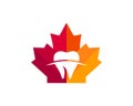 Maple Teeth logo design. Canadian Medical logo. Red Maple leaf with tooth vector