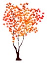 Maple tree