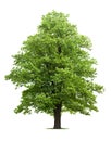 Maple tree Royalty Free Stock Photo