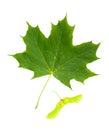Maple Tree (Acer Platanoides) leaf with Fruit (Samara) Royalty Free Stock Photo