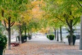 Maple tree along the Sugar Beach Park