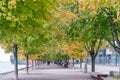 Maple tree along the Sugar Beach Park