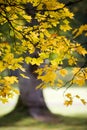 Maple tree in autumn