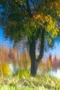 Maple tree in autumn colors reflected in water Royalty Free Stock Photo