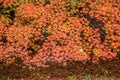 Maple tree in autumn