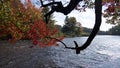 Maple tree with autumn leaf color with a flowing river