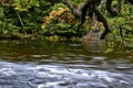 Maple tree with autumn leaf colour with stream and flowing water Royalty Free Stock Photo