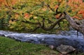 Maple tree with autumn leaf colour with stream and flowing water Royalty Free Stock Photo