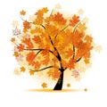 Maple tree, autumn leaf fall Royalty Free Stock Photo