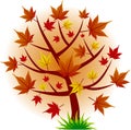 Maple tree autumn leaf fall Royalty Free Stock Photo