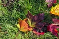 Maple tree autumn leaves in sunny morning on green wet grass Royalty Free Stock Photo