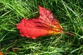 Maple tree autumn leaves in sunny morning on green wet grass Royalty Free Stock Photo