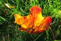 Maple tree autumn leaves in sunny morning on green wet grass Royalty Free Stock Photo