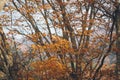 Maple tree in the Autumn season Royalty Free Stock Photo